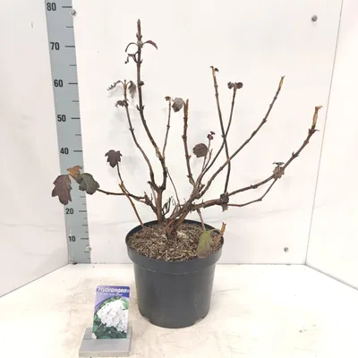 Produktbild von Hydrangea quercifolia 'Snow Queen' - Hortensie | 50-60 cm im Topf