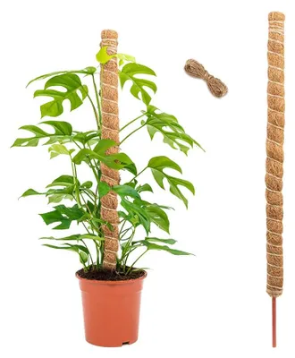 Imagen del producto de Soporte para plantas trepadoras, 120 cm, hecho de fibra de coco con cuerda de yute, ideal para plantas como la Monstera