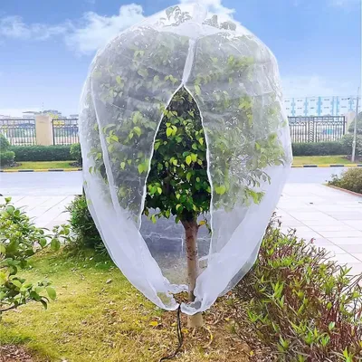 A tree covered by a white mesh bag in an outdoor setting.