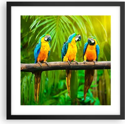 Produktbild von Gerahmtes Poster - Schwarzer Rahmen - Papageien Collorful Natur Vögel - 40x40 cm - Wand Bild - Wanddeko - Wandbilder - Wandposter - Bilderrahmen - Bilder - Kunstdruck - Wandbild - P2BAC40x40-2696