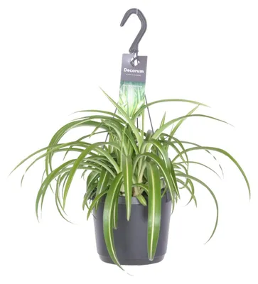 Produktbild von Chlorophytum Comosum Bonnie - 25-35cm - Ø17cm - Zimmerpflanze - Immergrün