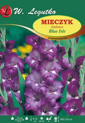 Immagine prodotto di Gladiolo Blue Isle a fiore grande W. Legutko
