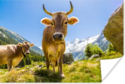Produktbild von MuchoWow® Poster Kühe - Sonne - Österreich 60x40 cm - Schlafzimmerdekoration