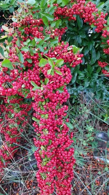 Image de Pyracantha coccinea 'Red Column' / Buisson ardent rouge