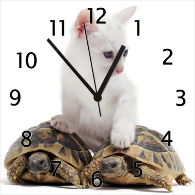Produktbild von Wallario Design Wanduhr Katze auf Schildkröten aus Echtglas, Größe 30 x 30 cm