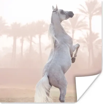 Produktbild von MuchoWow® Poster Pferd - Sand - Palme 100x100 cm - Babyzimmer