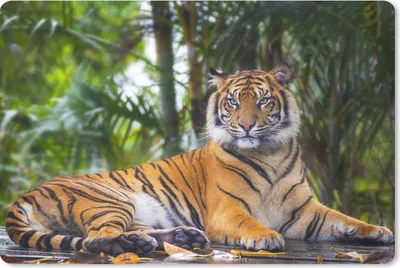 Produktbild von MuchoWow® Schreibtischunterlage Tiger - Tiere - Wald - Dschungel 60x40 cm - XXL Mauspad - Großes Mauspad