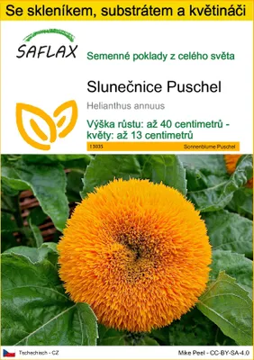 Obrázek produktu pro SAFLAX Kultivační sada - Slunečnice Puschel - Helianthus annuus - 40 Semena - S mini skleníkem, pěstebním substrátem a 2 květináči