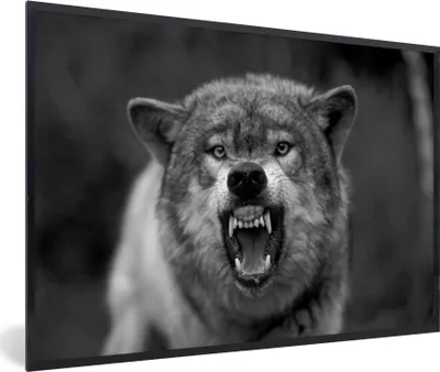 Produktbild von MuchoWow® MuchoWow® Gerahmtes Poster Böser Wolf - schwarz und weiß 30x20 cm - Poster mit zchwarzem Bilderrahmen - Kunstdruck - Bild-Poster