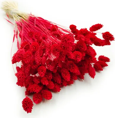 Produktbild von Phalaris Getrocknete - Kanariengras - Rot