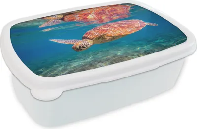 Obrázok produktu pre KitchenYeah® Obedový box Obedový box 17x11 cm Želva - Plávanie - Voda - Odraz Detský obedový box - Sendvičový box - Školský box - Obedové boxy - Deti