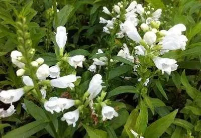 Produktbild von 6 x  Physostegia virg. 'Summer Snow' - Gelenkblume - Topf 9 x 9 cm