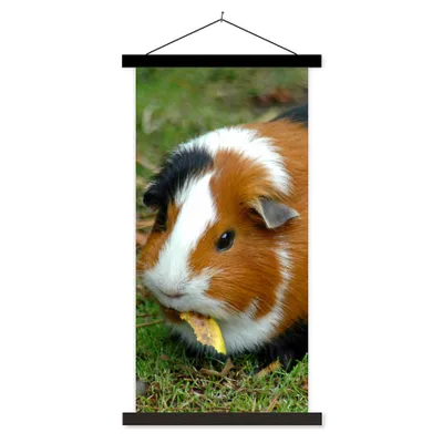 Produktbild von MuchoWow® Textilposter Meerschweinchen draußen 60x120 cm mit schwarzem Rahmen - Magnete