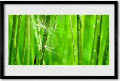Produktbild von Bild 60x40 MDF-Rahmen Wandkunst Gras Natur Pflanze