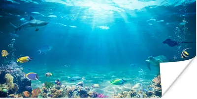 Produktbild von MuchoWow® Poster Unterwasserwelt - Meerestiere - Wasser - Korallen - Blau 120x60 cm - Bild