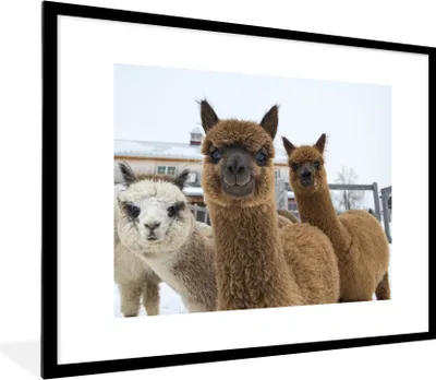 Produktbild von MuchoWow® MuchoWow® Gerahmtes Poster Alpaka - Schnee - Tiere 80x60 cm - Poster mit zchwarzem Bilderrahmen - Schlafzimmer-Dekorationen - Fotoposter