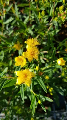 Image de Hypericum kalmianum 'Gemo' / Millepertuis de Kalmian