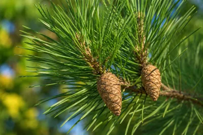 Produktbild von SaatPilot Pinus sylvestris 250 Samen Waldkiefer