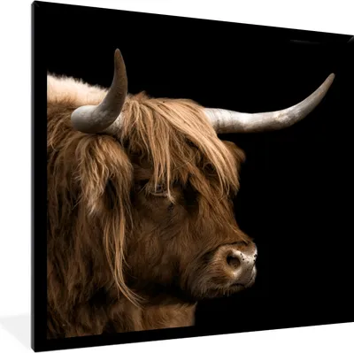 Produktbild von MuchoWow® Gerahmtes Poster Schottischer Highlander - Tiere - Kuh 40x40 cm - Poster mit Schwarzem Bilderrahmen Wandposter Rahmen Foto Bilder - Mit Rahmen - Wanddekoration Schlafzimmer