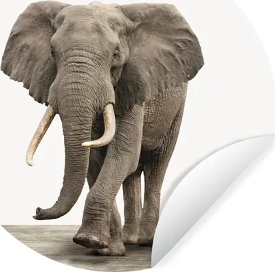 Produktbild von MuchoWow® Runde Wandtattoo - Wandsticker Tapete Aufkleber Tiere - Elefant - Grau Ø 50 cm Selbstklebend und Repositionierbar - Wandaufkleber - Kreis - Wand Kreis - Wand Bild - Foto Tapete - Selbstklebende - Wohnzimmerdekoration - Wand Dekoration - Kinderzimmer