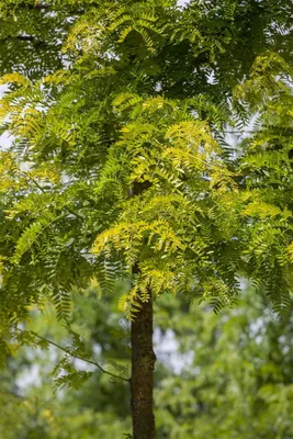 Produktbild von Gleditsia triacanthos 'Sunburst', Gold-Gleditschie, 60–80 cm