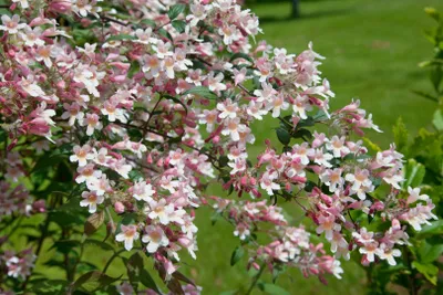 A close-up view of a flowering shrub with numerous small pink and white blossoms.