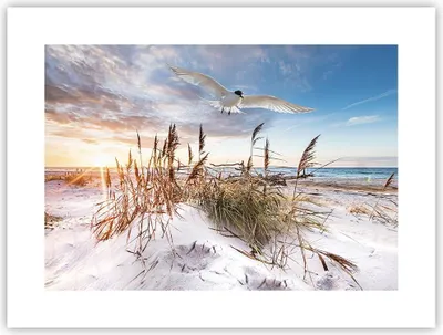 Produktbild von Poster - Poster ohne Rahmen - Möwe Meer Küste - 40x30 cm - Wand Bild - Wanddeko - Wandbilder - Kunstposter - Wandposter - Bilder - Kunstdruck - Wanddekoration - Wandbild - P2XAA40x30-4902