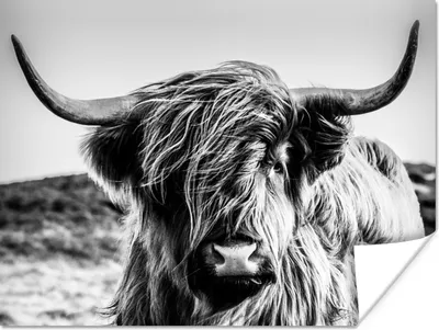 Produktbild von MuchoWow® Poster Kuh - Schottischer Hochländer - Schwarz - Weiß - Tier - Natur - Wildtiere 160x120 cm - Foto Plakat