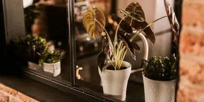Produktbild von Wikholm form Design Pflanzgefäß / Blumentopf Keramik creme ⌀ 14 x H 16 cm