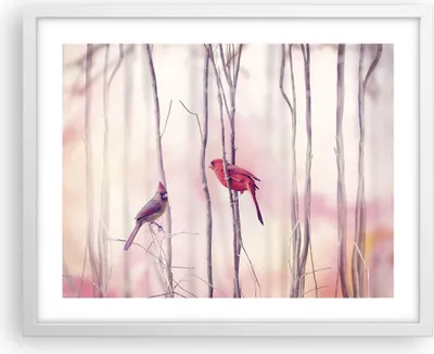 Produktbild von Gerahmtes Poster - Weißer Rahmen - Vögel Kardinal Scharlachrot - 50x40 cm - Wand Bild - Wanddeko - Wandbilder - Wandposter - Bilderrahmen - Bilder - Kunstdruck - Wandbild - P2WAA50x40-4256
