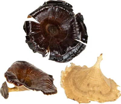 Produktbild von Kalix Pilz Natur lackiert 100 St - Deko-Pilze für Herbst- und Winterdekoration, 100 Stück