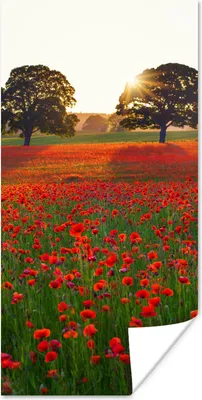 Produktbild von MuchoWow® Poster Mohnblumen - Blumenfeld - Sonne 60x120 cm - Wandschmuck