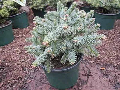 Produktbild von Spanische Zwergtanne Horstmanns Nana - Abies pinsapo - 20-25