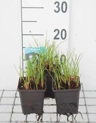Obrázek produktu pro 6 x Eriophorum angustifolium - Chvojka úzkolistá - květináč 9 x 9 cm