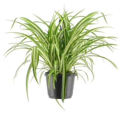 Image de Chlorophytum Comosum Variegatum - 30cm - Ø17cm - Plante d'intérieur - Vert persistant