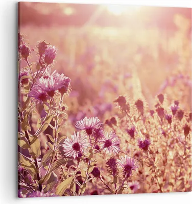 Produktbild von Bild auf Leinwand - Leinwandbild - Einteilig - Wiese Blumen Sonne - 60x60cm - Wand Bild - Wanddeko - Wandbilder - Leinwanddruck - Bilder - Wanddekoration - Leinwand bilder - Wandbild - AC60x60-4819