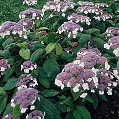 Produktbild von Hortensie  - Hydrangea aspera 'Macrophylla'  | 40-60 cm in Container
