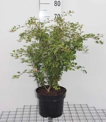 Zdjęcie produktu dla Prunus incisa 'Kojou-no-mai' - wiśnia piłkowana 60-80 cm - Pojemnik