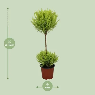 Produktbild von Zimmerzypresse Cupressus Goldcrest Wilma Ø14cm 60cm immergrüne Zierpflanze Deko