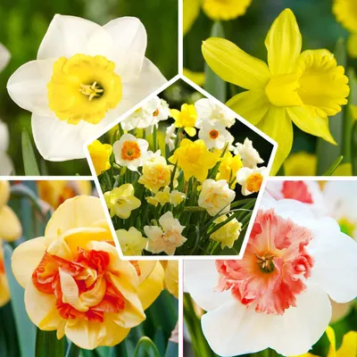Produktbild von Narzissen Zwiebeln Winterhart Mehrjährig - Budget Kollektion - 25 Blumenzwiebeln - Duftende Osterglocken - Mix aus Holland - für Garten und Topf (keine Samen, nicht künstlich)