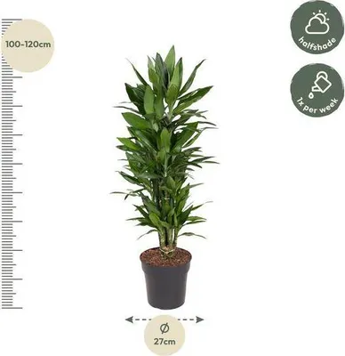 Immagine prodotto di Dracaena Janet Lind Ø27 cm ↕110 cm Elegante pianta da appartamento Facile da curare