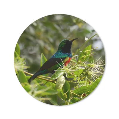 Produktbild von MuchoWow® Mauspad Mousepad Vogel zwischen den Blättern im Dschungel 40x40 cm - Mousepads - Maus Mat - Pad - Mausunterlage - Schreibtisch Accessoires