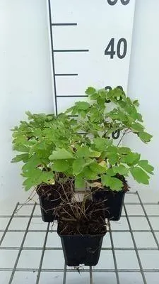 Produktbild von 6 x  Thalictrum hybr. 'Black Stockings' - Wiesenraute - Topf 9 x 9 cm