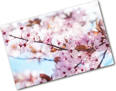 Produktbild von Tulup Glas Herdabdeckplatte - 80x52 cm - Glaskeramikkochfeld-Abdeckung Spritzschutz Glasabdeckplatte - Einteilig - Blumen & Pflanzen - Kirschblüten - Rosa