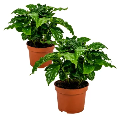 Produktbild von 2er Set - Coffea Arabica - Kaffeepflanze - Pflegeleicht - Luftreinigend - Höhe 20-30 cm - Topf 12 cm