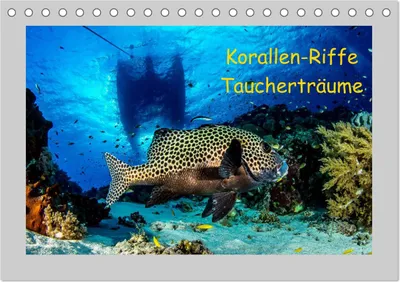 Produktbild von Korallen-Riffe Taucherträume (Tischkalender 2026 DIN A5 quer), CALVENDO Monatskalender