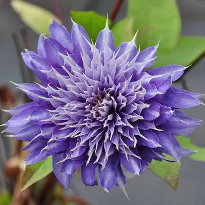 Produktbild von 2 x Waldrebe - Clematis 'Multi Blue' | 50-60 cm in Container