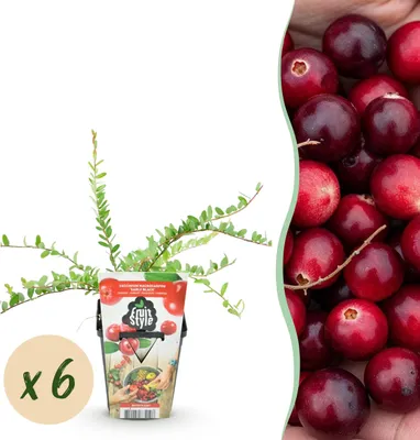 Produktbild von Heidelbeere - Vaccinium macrophylla Early Black - Winterhart - 6 Pflanzen - 15-25cm - Ø9cm - Gartenpflanze