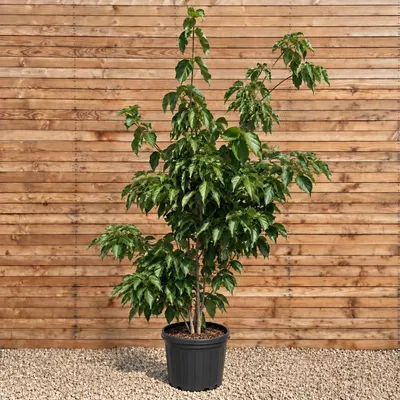 Produktbild von Blumen-Hartriegel Venus 200-250 cm - Cornus mehrstämmig