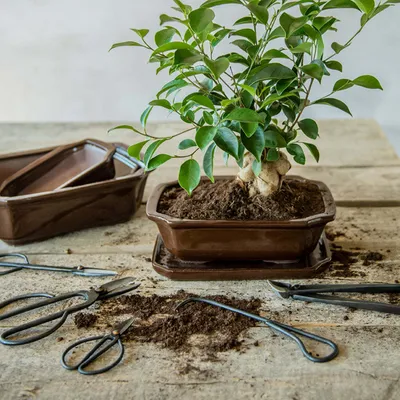 Produktbild von Bonsai Root Hook - 20,5 Cm - Bonsai Tool